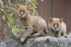 Serval Babies