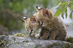 Serval Babies