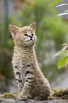 Serval Baby