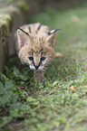 Serval Baby