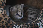 Serval Baby