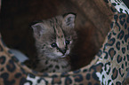 Serval Baby portrait