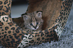 Serval Baby portrait