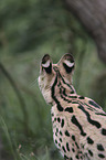 Serval portrait