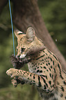 Serval