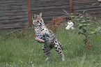 Serval catches chick