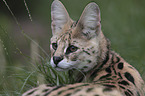 Serval