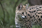 Serval