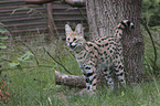 standing Serval