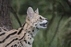 Serval portrait