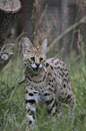 walking  Serval