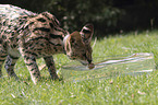 playing Serval