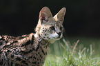 Serval portrait