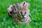 serval