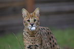 Serval