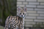 Serval