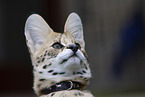 Serval