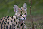 Serval