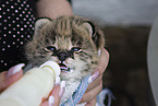 Serval is raised by hand