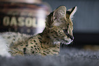 young Serval