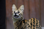 adult Serval