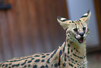 adult Serval