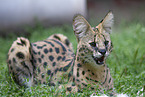 adult Serval