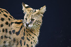 Serval