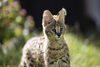 Baby Serval