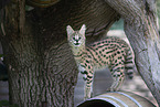 Baby Serval