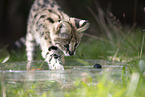 Baby Serval