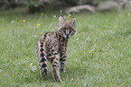 Baby Serval