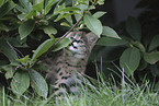 Baby Serval