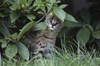 Baby Serval