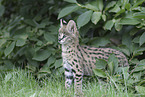 Baby Serval