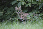 Baby Serval