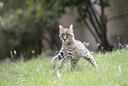 Baby Serval