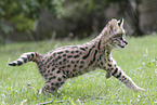 Baby Serval