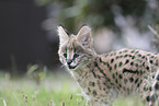 Baby Serval