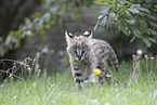 Baby Serval