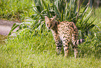 Serval