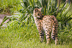 Serval
