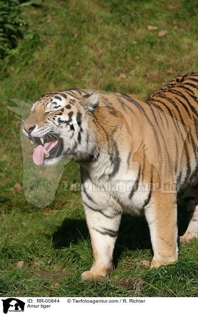 Amur tiger / RR-00844