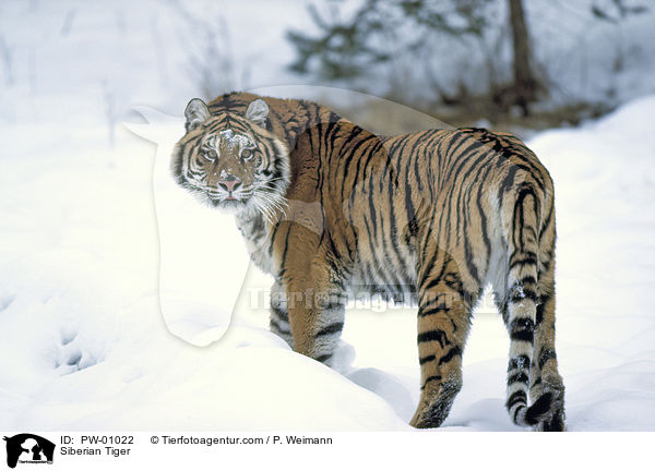 Sibirischer Tiger / Siberian Tiger / PW-01022