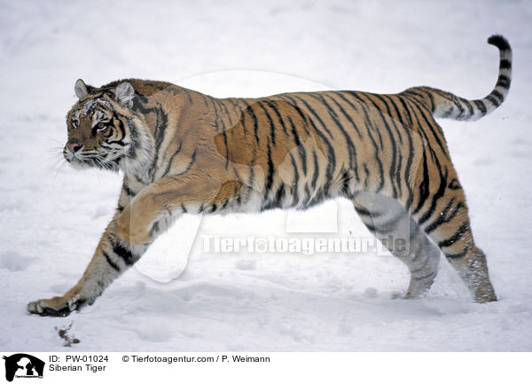 Siberian Tiger / PW-01024