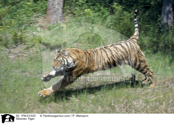 Sibirischer Tiger / Siberian Tiger / PW-01025