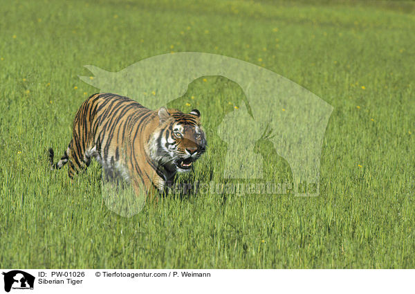 Siberian Tiger / PW-01026
