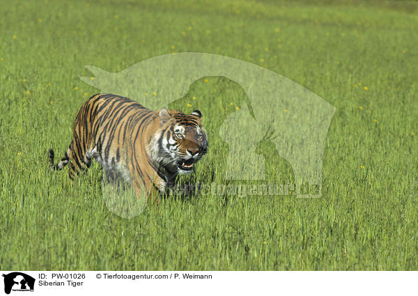 Sibirischer Tiger / Siberian Tiger / PW-01026