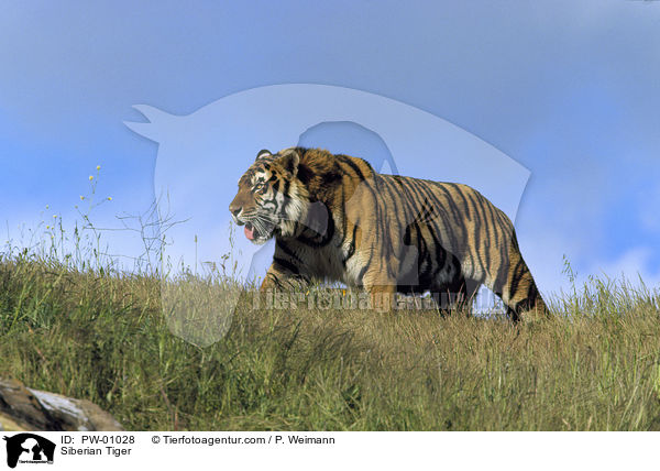 Siberian Tiger / PW-01028