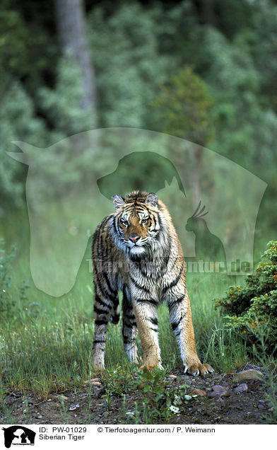 Sibirischer Tiger / Siberian Tiger / PW-01029